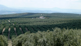 Olivenplantagen